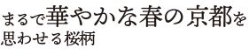 まるで華やかな春の京都を思わせる桜柄